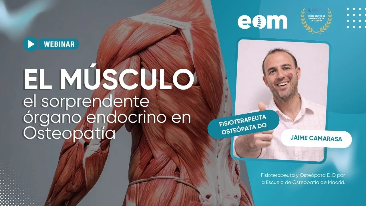 El músculo: el sorprendente órgano endocrino en osteopatía
